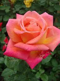 Chicago Peace Rose Beautiful Rose Flowers Beautiful Roses Peace Rose