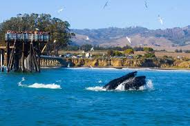 We did not find results for: Whale Watching From The Whale Trail On Highway 1 Discover Highway 1