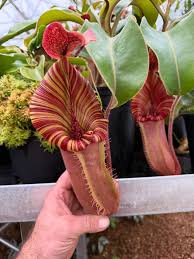 Image result for Nesaea erecta