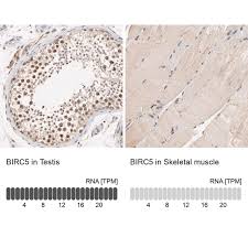 The rat microrna body atlas; Anti Birc5 Antibody Produced In Rabbit Prestige Antibodies Powered By Atlas Antibodies Affinity Isolated Antibody Buffered Aqueous Glycerol Solution