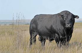 NMS July 2023 by Livestock Publishers - Issuu