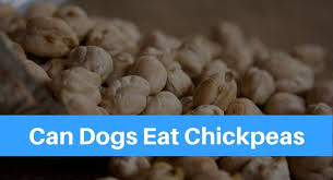 While it is natural to want to give your cat new and interesting foods, this practice can come with negative consequences.</p> <p>can cats eat spicy foods? Can Dogs Eat Chickpeas Petsolino