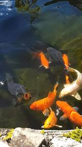 Do You Know How Do Fish Mate Fish Education A Must Watch Koi Fish Aquarium Fish Pet Fish