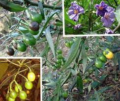 Kangaroo Apple Solanum Laciniatum Unripe Fruit Is Toxic To Enhance The Ripening Process Aboriginals Buried Pil Australian Native Plants Native Plants Tomato