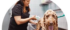 Dogs fill our lives with joy. Bathing Your Dog Petco