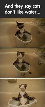 The cat in this video, a sphynx kitten is a special one. The Cat Bubble Bath I Had A Cat Like This Would Jump Into The Bathtub With You Susse Tiere Katzen Tiere Und Haustiere