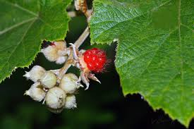 Image result for Rubus adolfi-friederici