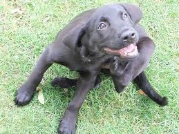 We did not find results for: How Much Does A Dog Skin Tag Removal Cost Howmuchisit Org