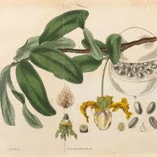 Image result for Monodora grandidieri