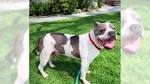 - Virginia Bulldog Rescue - ADOPTIONS - Rescue Me!