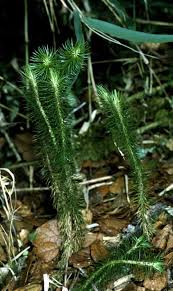 Image result for Huperzia dacrydioides