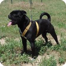 It's a small dog at about 14 to 18 inches tall and weighing around 15 to 25 pounds. Larned Ks Boston Terrier Meet Ozzy A Pet For Adoption