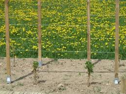 Kletterhilfe Fur Rosen Selber Bauen Google Search Gartenspaliere Spalier Garten