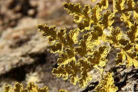 Image result for Pityrogramma argentea