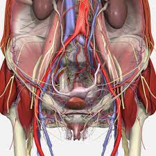 The pelvic floor muscles provide foundational support for the intestines and bladder. Pelvic Floor Disorders Anatomy Primal Pictures