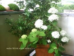 Hortensien wirken gediegen und herrlich altmodisch. Freiland Hortensie Proven Winners Incrediball Strong Annabelle Hydrangea Arborescens Proven Winners Incrediball Strong Annabelle Baumschule Horstmann