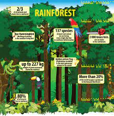 6 Ways Brazil Is Saving The Amazon | Conserve
