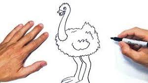 Como Dibujar Un Avestruz Paso A Paso Dibujo De Avestruz Youtube Pues ahora puedes pintar y colorear este dibujo tan divertido como este de un avestruz. como dibujar un avestruz paso a paso dibujo de avestruz