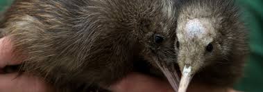 Our people ⁄ indigenous kiwi & paikea. It S Not Racist To Call New Zealanders Kiwi A Tribunal Finds