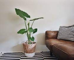Pin On Plants