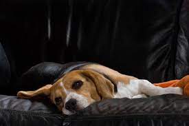 What Do Dogs Think About Hill S Pet