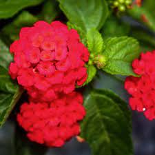 Lantana can reach 2 to 6 feet tall and 3 to 10 feet wide when grown as a perennial. Wholesale Lantana Florida Red Rooted Plug Liners