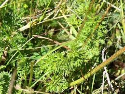 Image result for Agrocharis