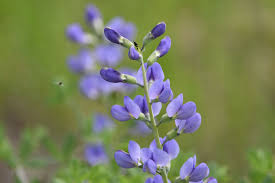 Image result for Indigofera glaucifolia