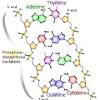 The order of the bases on a strand (mirrored in the complementary strand) is called the sequence of the dna, and embodies coded instructions for making new biomolecules: Https Encrypted Tbn0 Gstatic Com Images Q Tbn And9gcscmcryf57i0k2eus9vt8y Fvhy5hade2lcess67wtkpe7lmdpd Usqp Cau