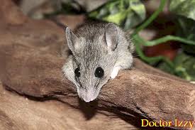 Bagaimana cara efektif menangkap tikus menggunakan jebakan sederhana? Cara Membuat Perangkap Tikus Buatan Sendiri
