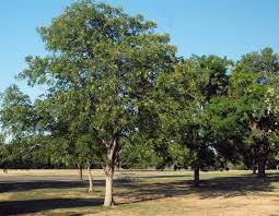 Image result for Sapindus