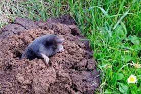 Check spelling or type a new query. How To Get Rid Of Moles In Your Yard Northern Nester