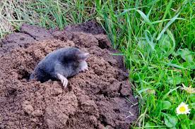 After popping the mole out of the ground, if it is not severed and dying, then put it in the container, get in your car and take it to a park or woods. How To Get Rid Of Moles In Your Yard Northern Nester