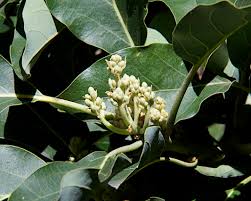 Check spelling or type a new query. Correlation Of Winter Chill Hours With Harvests From Deciduous Fruit Trees Lou Murray S Green World