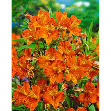 Apr 18, 2020 · alstroemeria, also known as peruvian, parrot, or princess lily, as well as lily of the incas, is an exceptional cutting garden flower in the alstroemeriaceae family. Alstroemeria Aurea Orange King Pflanzen Fur Dich De 7 50