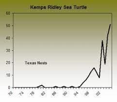 The reptile has powerful toothless jaws and a raptorlike beak, which earned the hawksbill its name. Caribbean