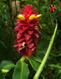 Maybe you would like to learn more about one of these? Zone 9 Tropicals Costus Barbatus Red Tower Ginger Qt Rainforest Flowers Tropical Landscaping Plants