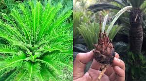 Image result for Cycas