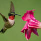 Inside the World of Hummingbirds with CT Audubon's event image
