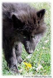 We did not find results for: Green Eyed Black Wolf Hybrid Male Flowers Stunning Handsome Black Wolf Hybrid Wolf Hybrid Black Wolf