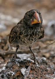 Darwin S Finch Pet Birds Beautiful Birds Bird