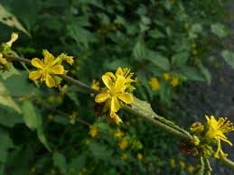 Image result for Triumfetta digitata