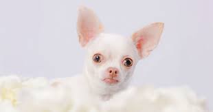 What about teacup chihuahua size? Teacup Chihuahua Pros And Cons Of The World S Tiniest Dogs