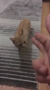 Yavru Kedi Videolari Izle Izlesene Com