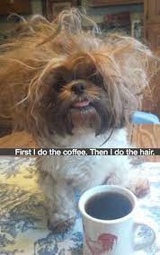 Funny animal memes funny animal pictures funny cats funny animals cute animals funny memes hilarious real memes coffee quotes funny. Pin On Memes
