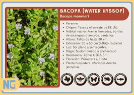 Image result for Hyparrhenia madaropoda