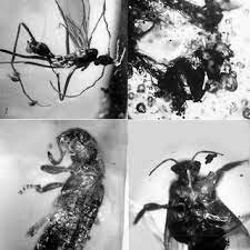 Your inventory exceeds 2000 skins. Pdf Palaeoecological Perspectives In Dominican Amber