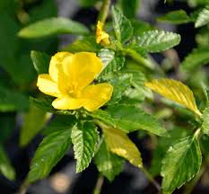 These small flowering perennials bloom on and off all year for bright spots of color in a home landscape. Florida Native Plants Nursery Florida Native Plants Florida Plants Native Plants