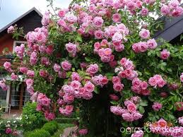 Bajkowy Ogrod Weroniki Strona 338 Forum Ogrodnicze Ogrodowisko Floral Wreath Plants Garden