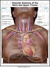 Anatomy of the chest area. Upper Chest Anatomy